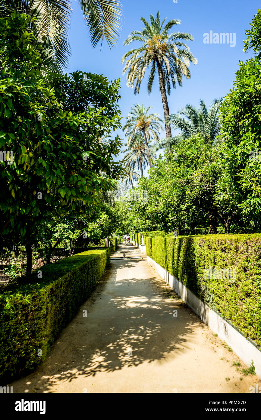 Spain, Seville, FOOTPATH AMIDST PALM TREES AGAINST CLEAR SKY,Europe Stock Photo