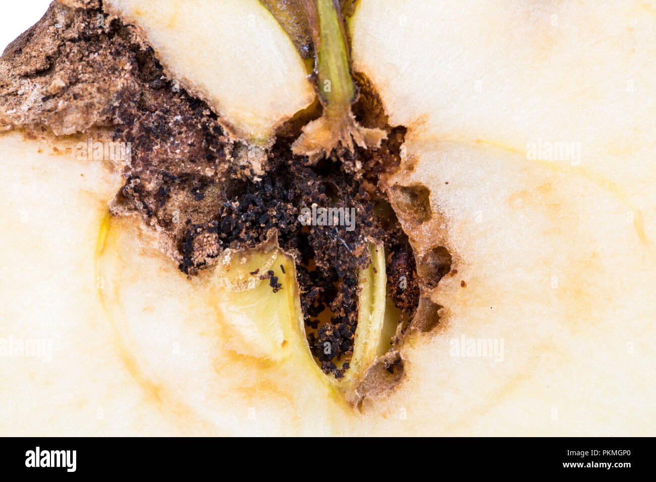 Close up Boring trace of a codling moth Cydia Pomonella, in a half middle wormy apple. Scab, oidium, mushroom Stock Photo