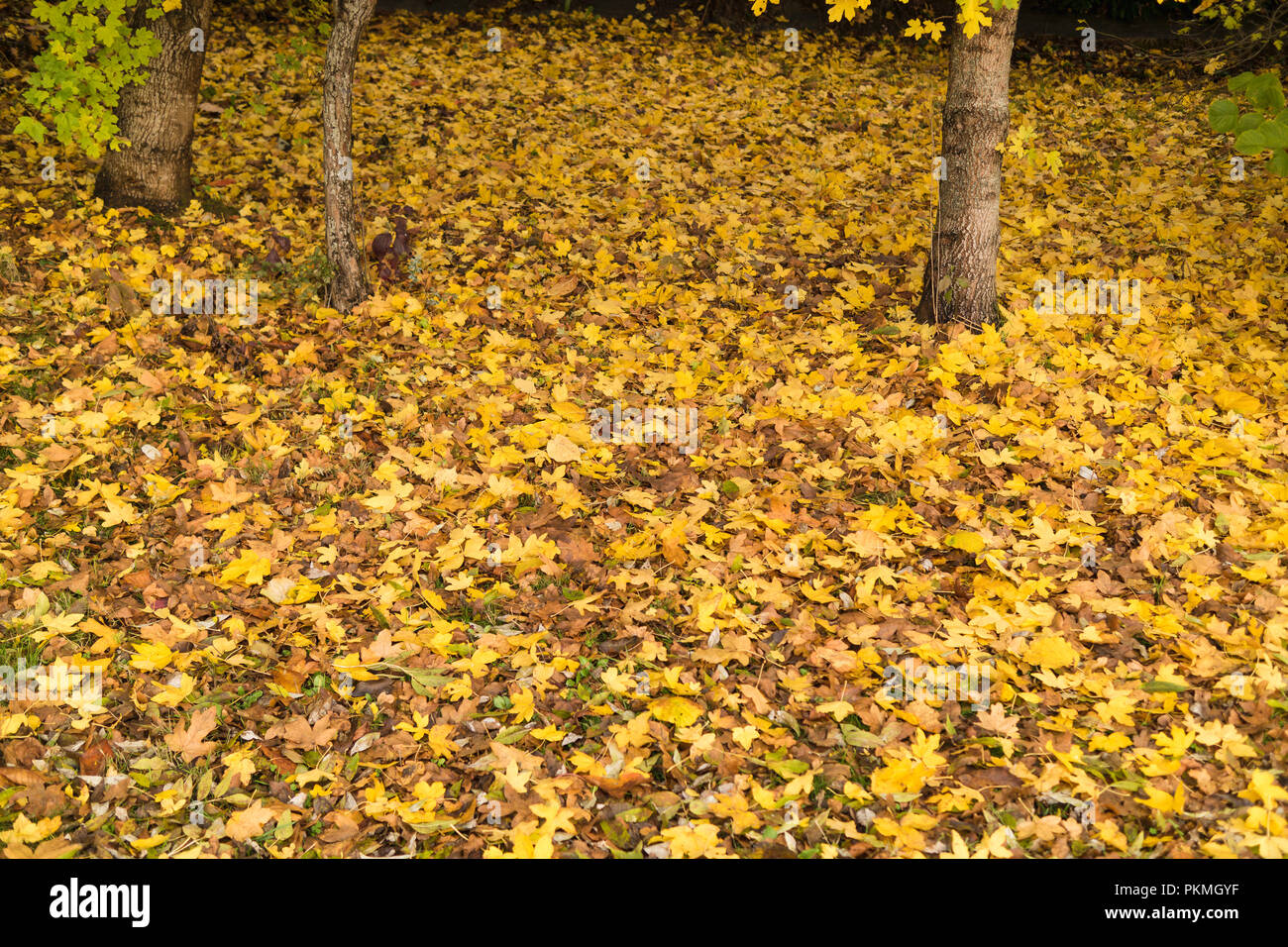 Autumn background. Yellow leaves on the ground Stock Photo - Alamy