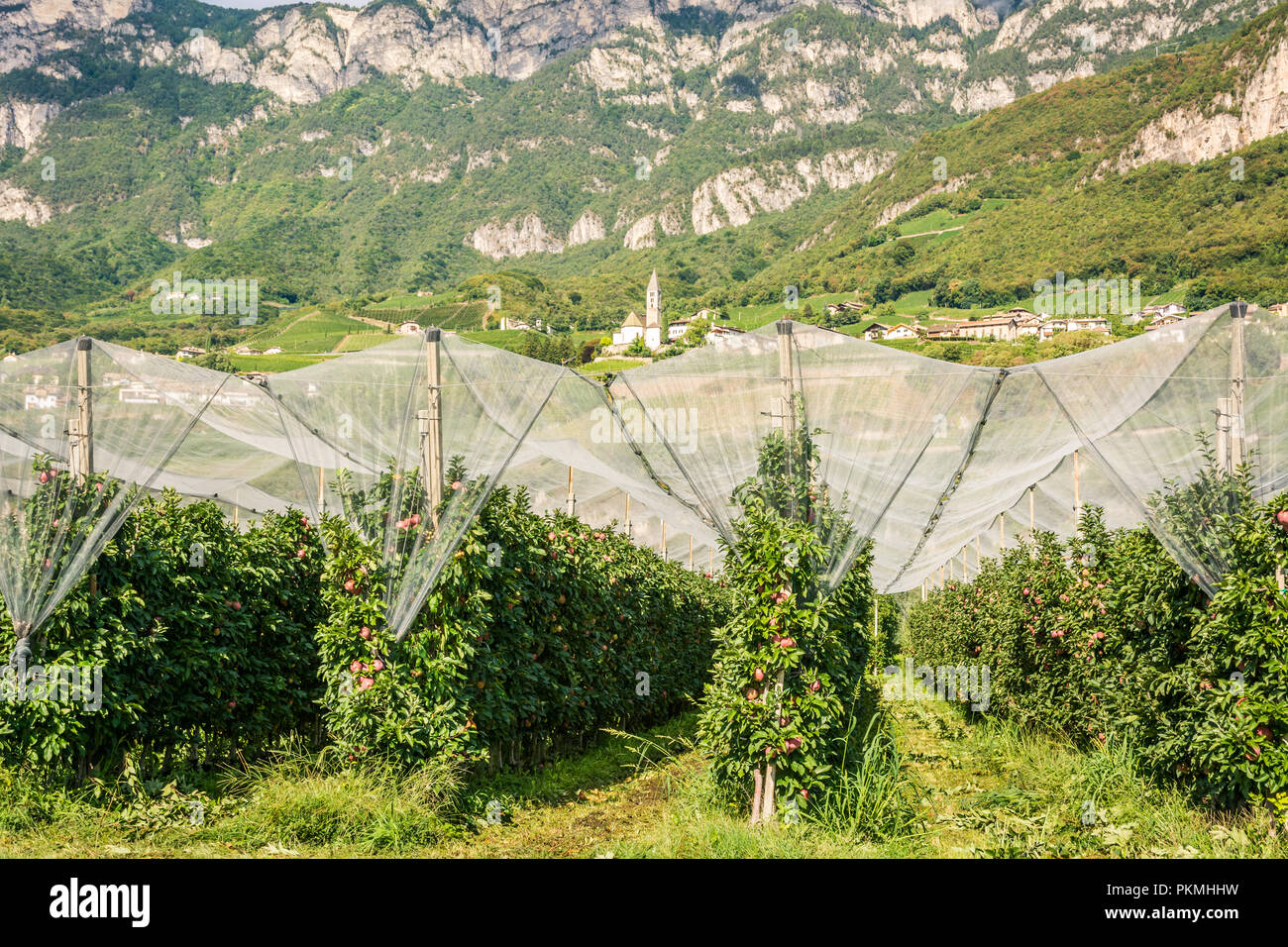 Intensive Fruit Production or Orchard with Crop Protection Nets in South Tyrol, Italy. Apple orchard of new variety 'Royal gala' apple Stock Photo