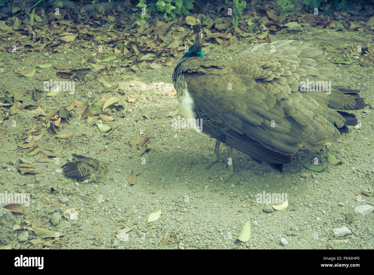 A baby bird with its mother bird Stock Photo