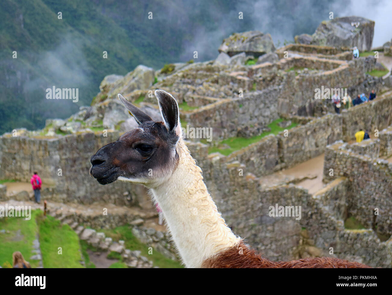 Close up of a cute Llama against the famous ancient Inca ruins of Machu Picchu in Cusco region, Peru Stock Photo - Alamy Close up of a cute Llama against the famous ancient Inca ruins of Machu Picchu in Cusco region, Peru Stock Photo - Alamy