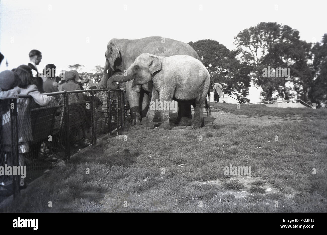 Historical, 1920s, visitors to a zoo get up close to two elephants, England, UK. Due to peoples fascination with elephants, these magnificent animals have long been a top attraction at zoos and in this picture, only a small fence is between them and the general public, who liked to feed them treats. Stock Photo