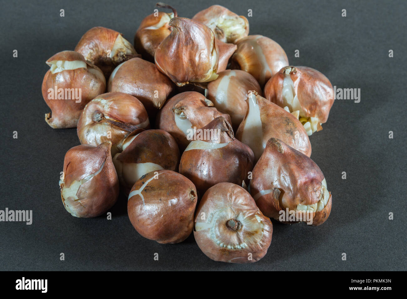 Close up of a group of dry bulbs of the spring flowering garden tulip bulbs against a plain grey background inside before planting. Stock Photo