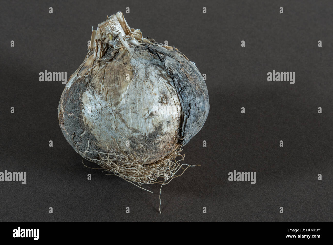 Fritillaria bulb hires stock photography and images Alamy