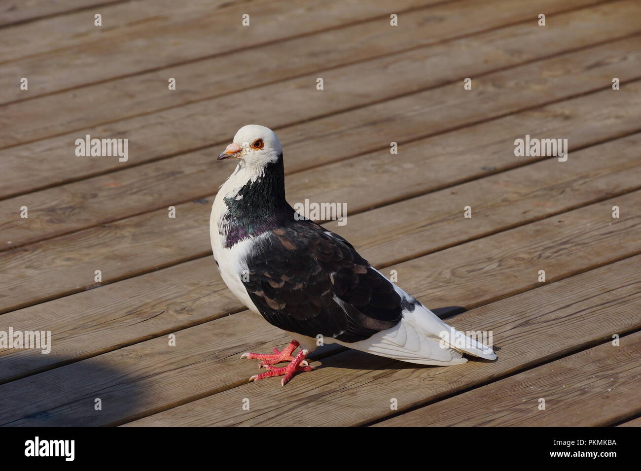 White Dove With Colorful Plumage Stands On The Boards The Head Is Turned To The Side Close Up Nature Russia Moscow White Dove On A Wooden Floor Stock Photo Alamy