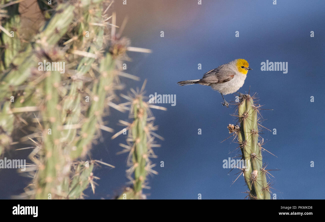 Arizona verdin hires stock photography and images Alamy