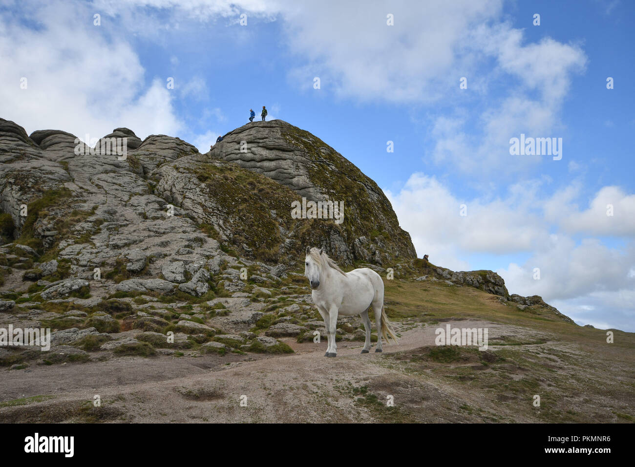 Haytor, Dartmoor, Devon, UK. 14th September 2018. UK Weather: This photogenic white Dartmoor pony was posing for visitors to a sunny Haytor this lunchtime. Credit: Simon Maycock/Alamy Live News Stock Photo