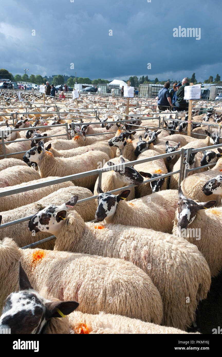 Llanelwedd, Powys, UK. 14th September 2018.   The 38th Annual Special Sale of 12,200 Welsh Mules takes place at the Royal Welsh Showground Llanelwedd, Powys, Wales, UK. Welsh Mule sheep are breeding ewes used by sheep farmers to produce the finest quality lambs for today's discerning consumers. and are the progeny of a registered Bluefaced Leicester ram crossed with the Welsh Mountain, Beulah or Welsh Hill Speckled-face ewes. © Graham M. Lawrence/Alamy Live News Stock Photo