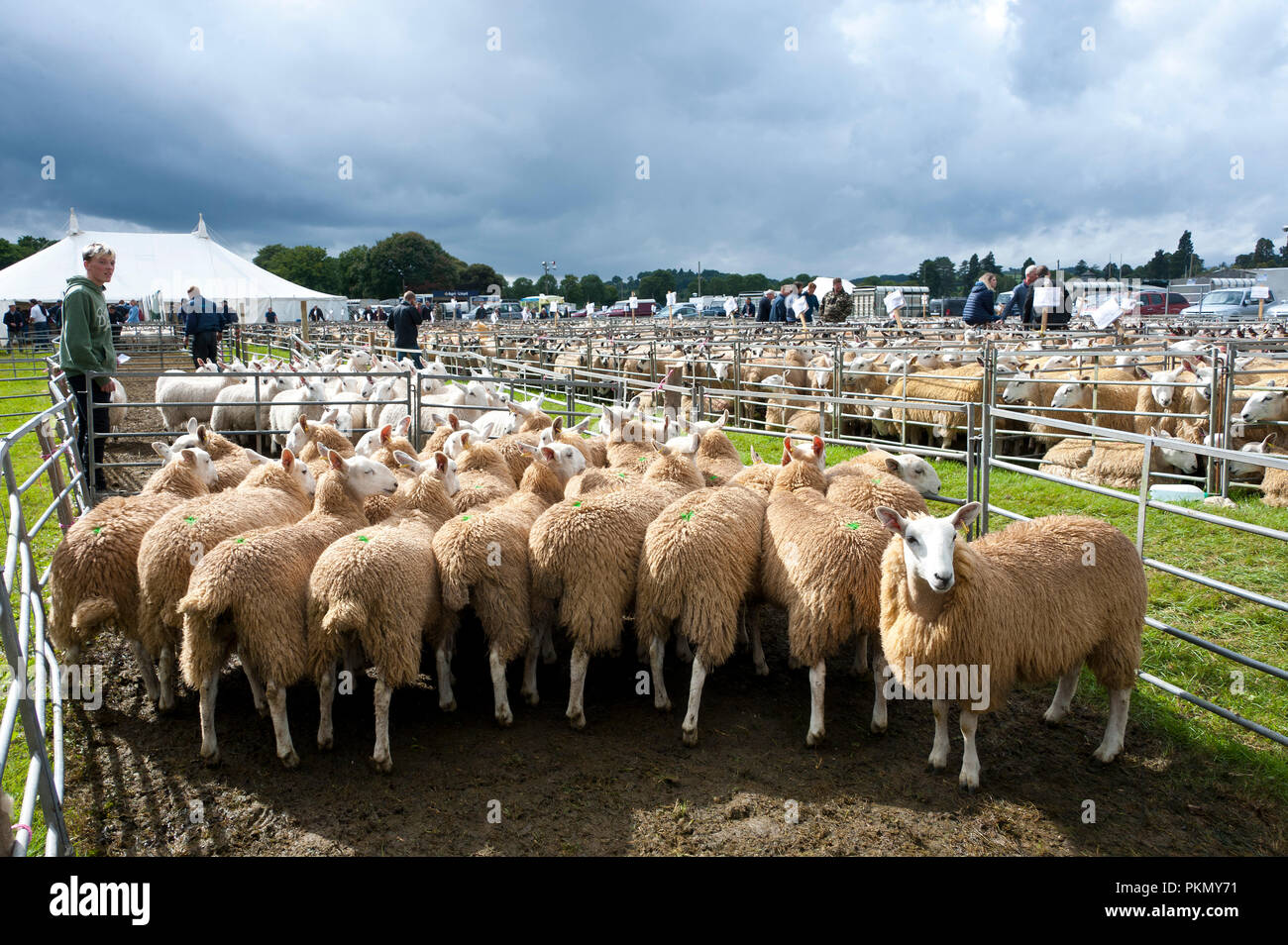 Llanelwedd, Powys, UK. 14th September 2018.   The 38th Annual Special Sale of 12,200 Welsh Mules takes place at the Royal Welsh Showground Llanelwedd, Powys, Wales, UK. Welsh Mule sheep are breeding ewes used by sheep farmers to produce the finest quality lambs for today's discerning consumers. and are the progeny of a registered Bluefaced Leicester ram crossed with the Welsh Mountain, Beulah or Welsh Hill Speckled-face ewes. © Graham M. Lawrence/Alamy Live News Stock Photo