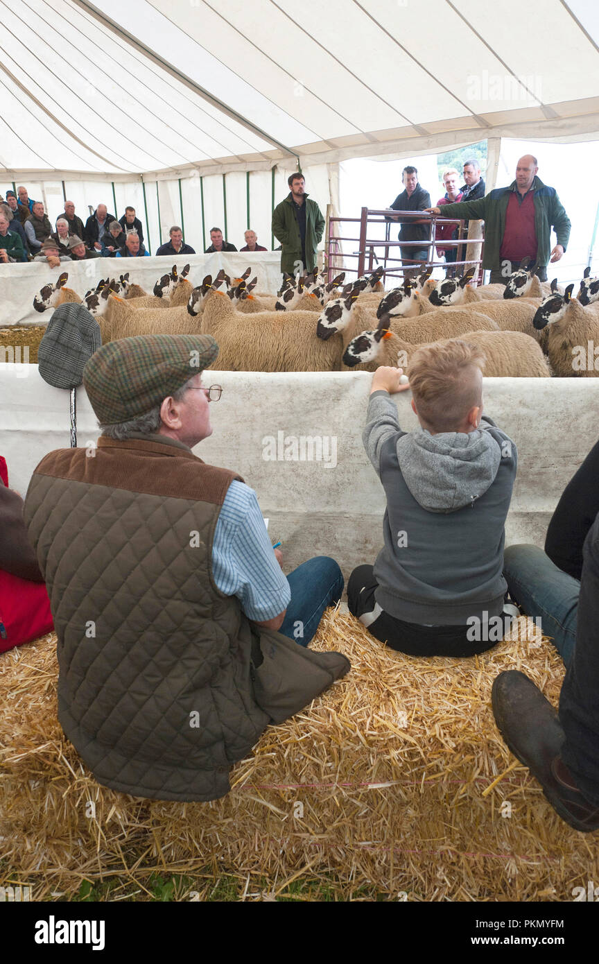 Llanelwedd, Powys, UK. 14th September 2018.   The 38th Annual Special Sale of 12,200 Welsh Mules takes place at the Royal Welsh Showground Llanelwedd, Powys, Wales, UK. Welsh Mule sheep are breeding ewes used by sheep farmers to produce the finest quality lambs for today's discerning consumers. and are the progeny of a registered Bluefaced Leicester ram crossed with the Welsh Mountain, Beulah or Welsh Hill Speckled-face ewes. © Graham M. Lawrence/Alamy Live News Stock Photo