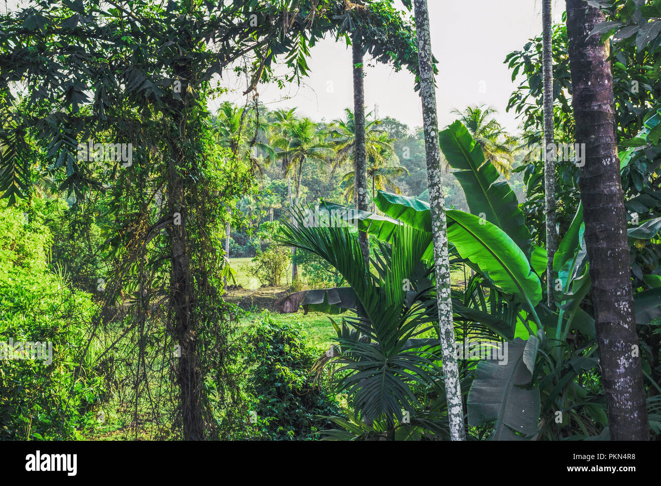 The tropical forest in India, Goa. Palm tropical thickets. Beautiful scenery of a damp tropical jungle. Image of a tropical landscape. Stock Photo