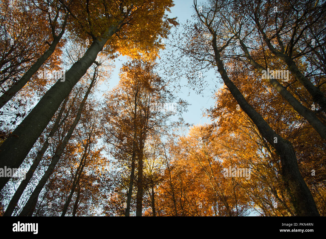 Tall trees pointing towards sky Stock Photo - Alamy