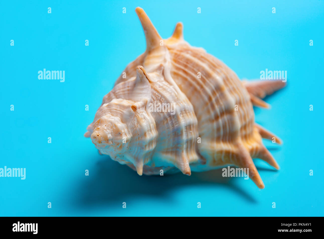 conch shell on a blue background Stock Photo - Alamy