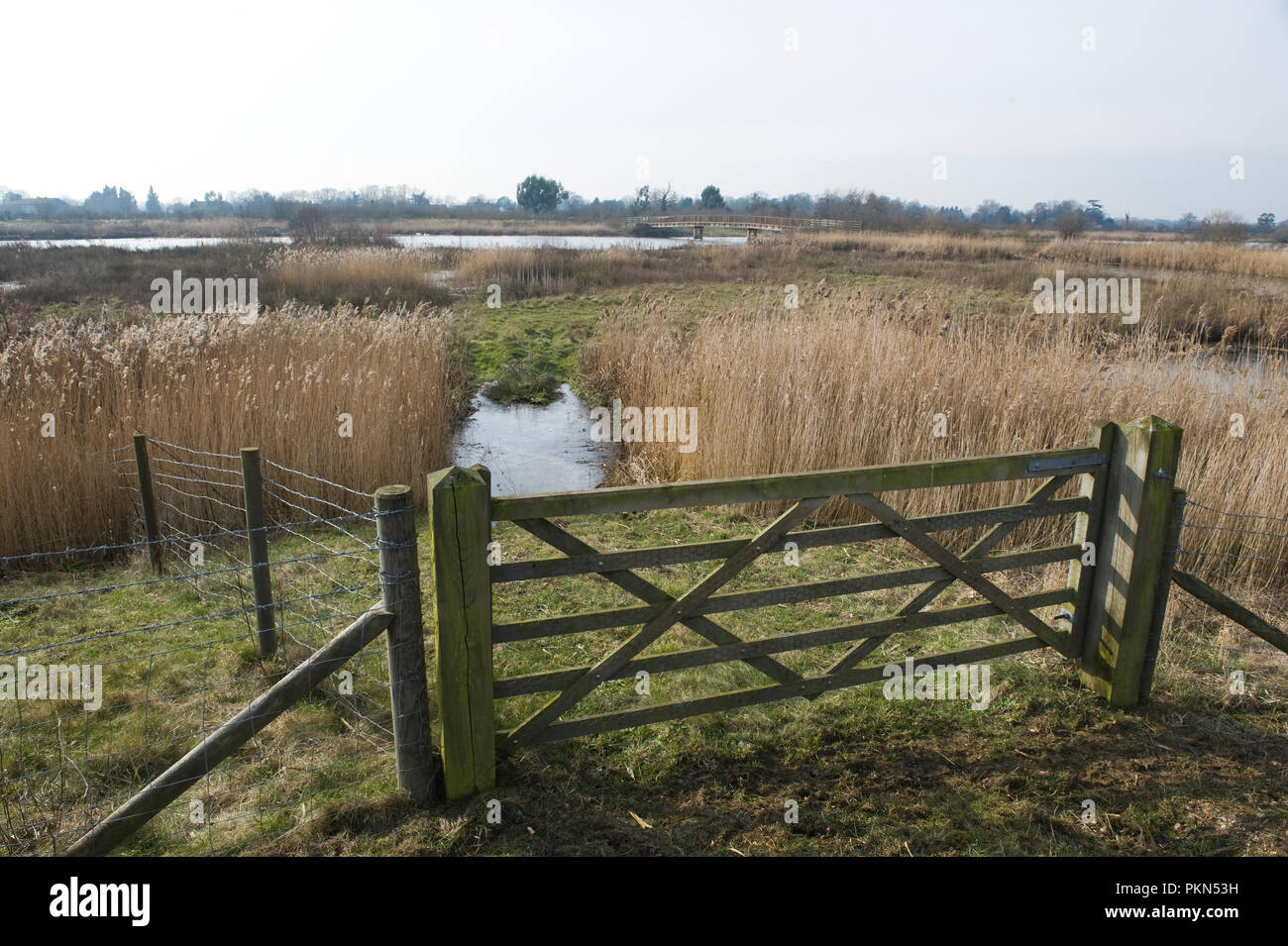 Reedbeds of Dorney wetlands beyond a 5 bar gate on a Jubilee River