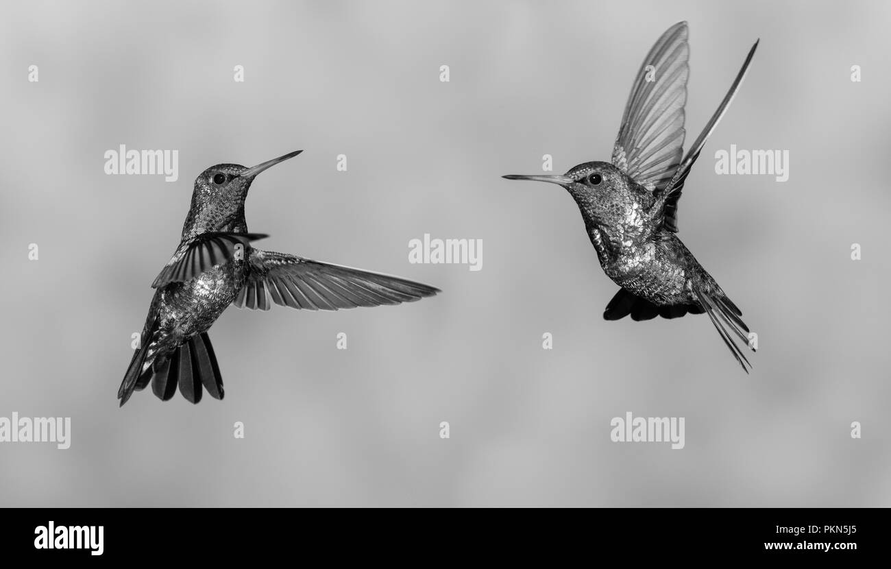 The dancing hummingbirds Stock Photo