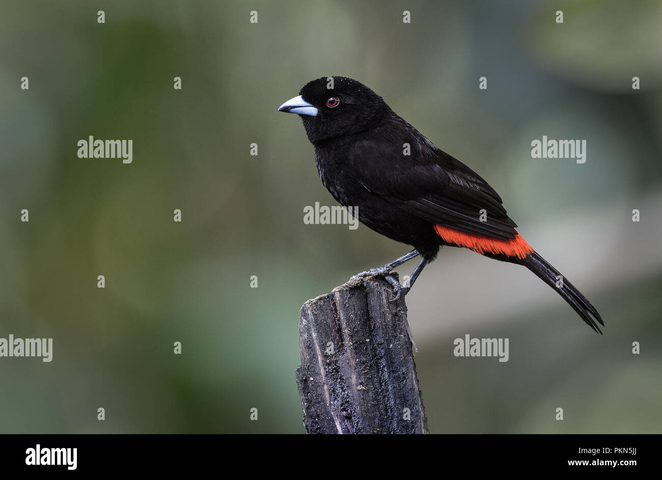 A perched male of Passerini's tanager photographed in Costa Rica Stock Photo