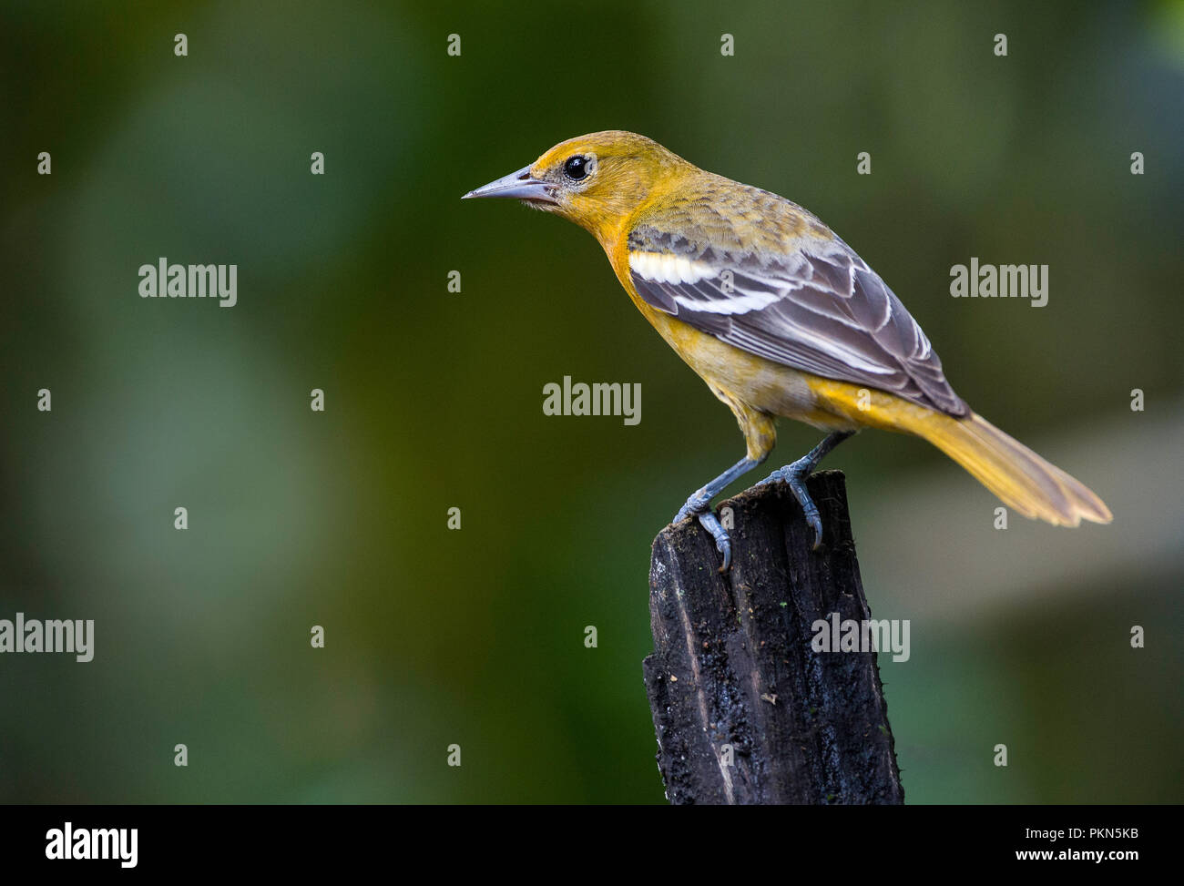 A perched female of Baltimore oriole photographed in Costa Rica Stock Photo