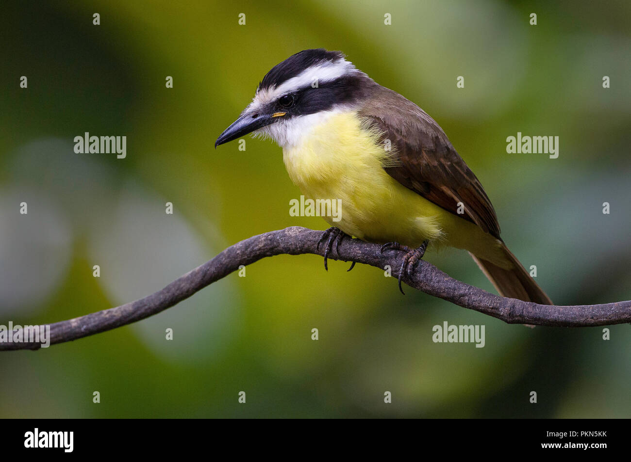 A perched great kiskadee photographed in Costa Rica Stock Photo