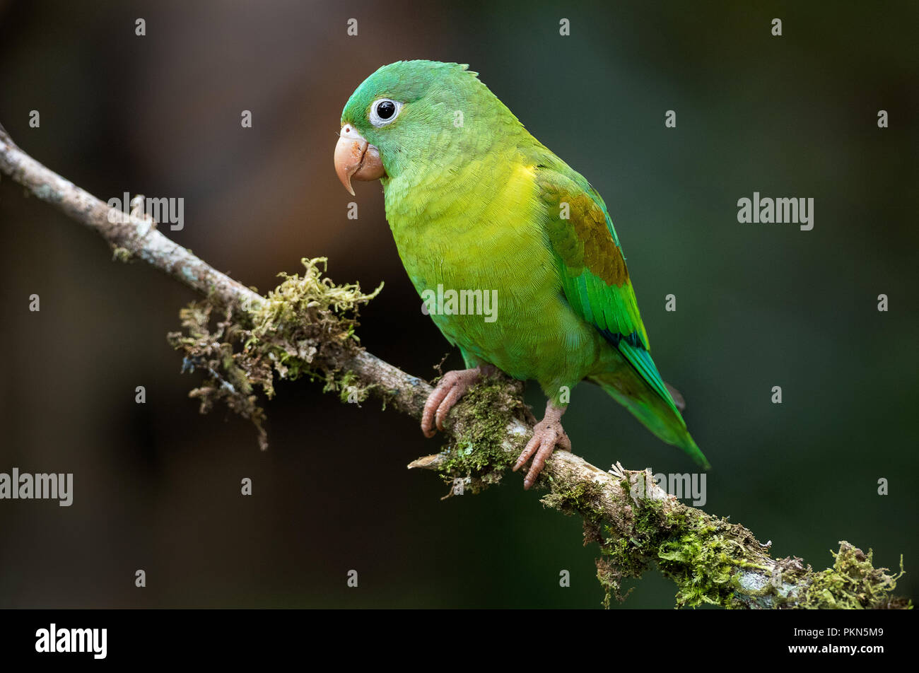 A perched orange chinned parakeet photographed in Costa Rica Stock Photo