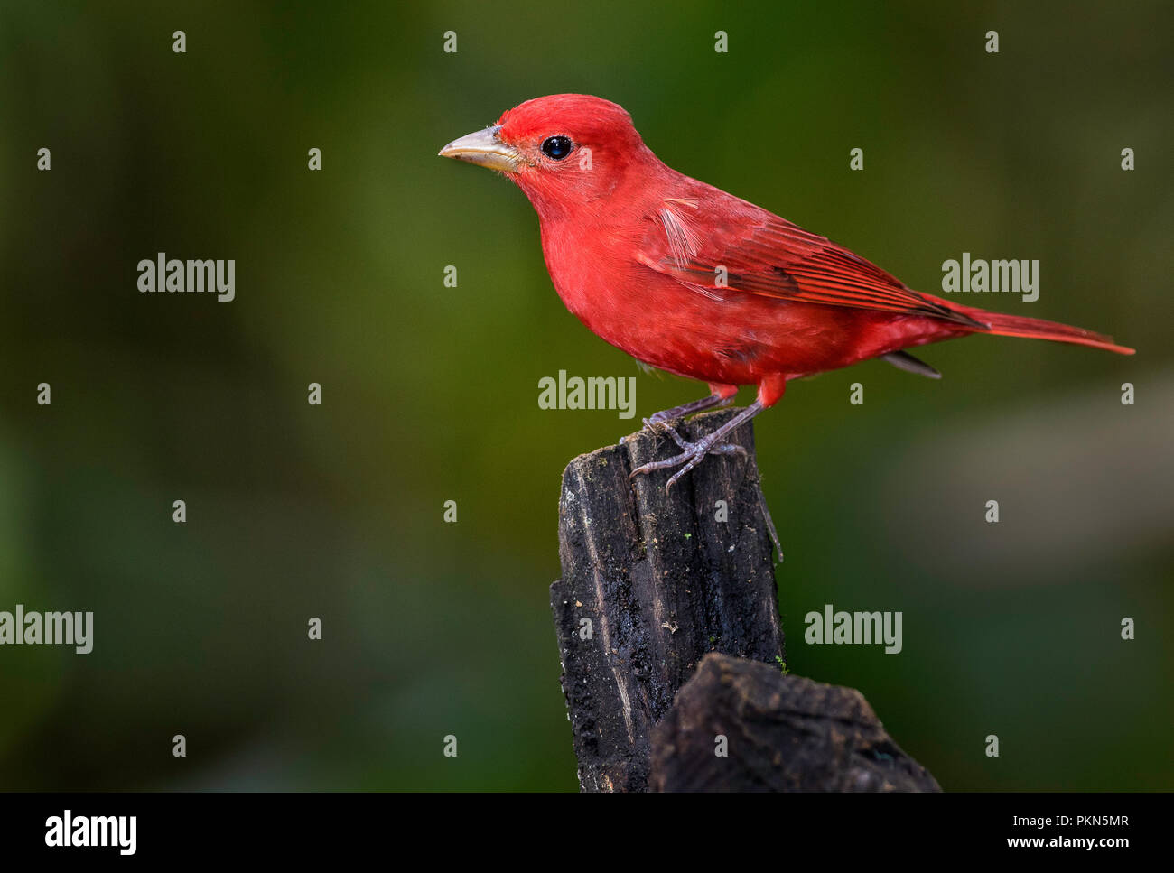 A perched summer tanager photographed in Boca Tapada, Costa Rica Stock Photo