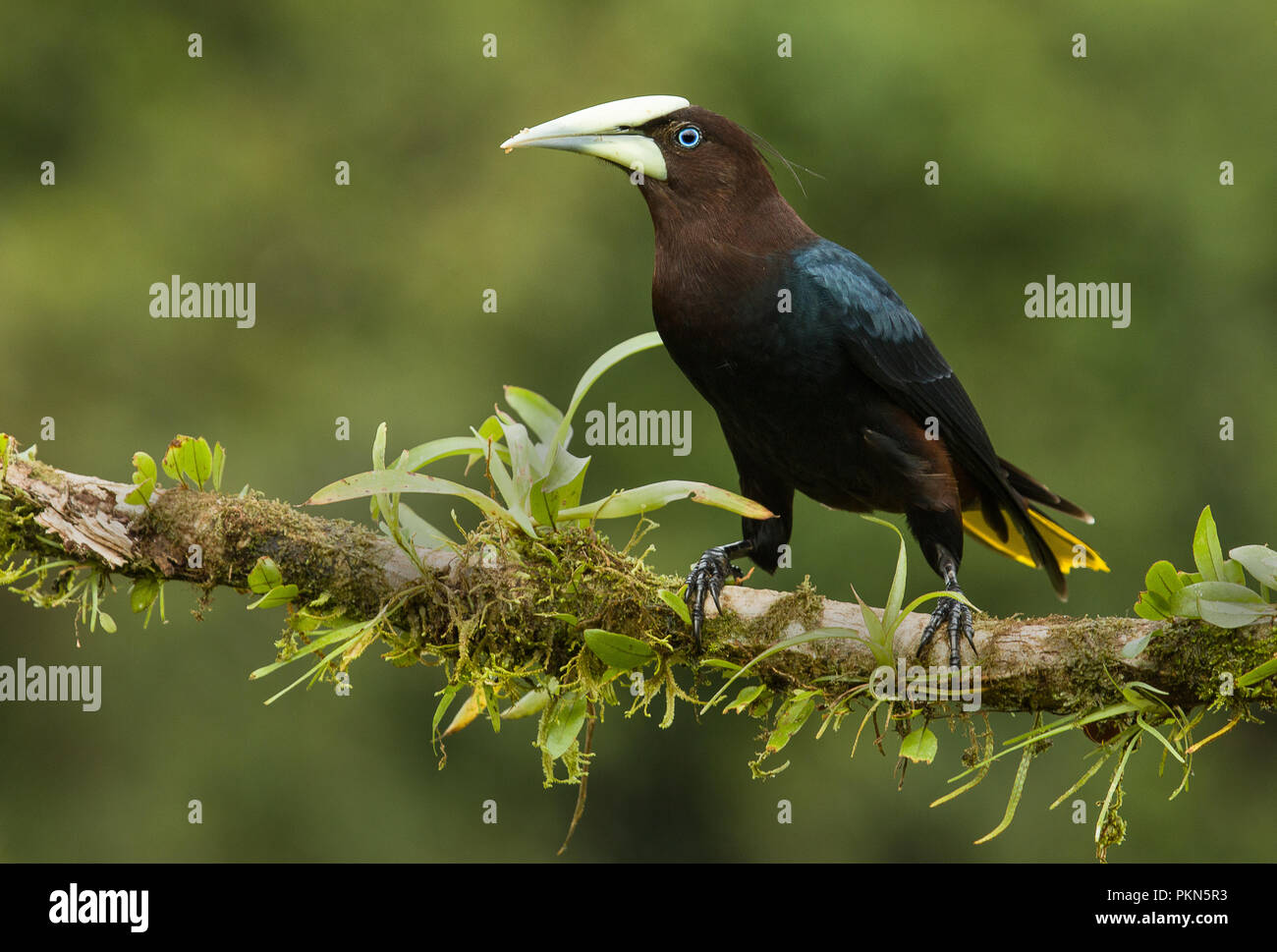 A perched chestnut headed oropendola photographed in Costa Rica Stock Photo