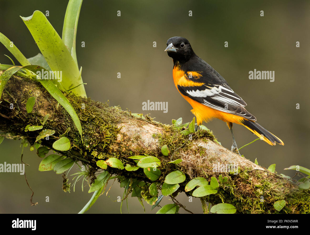 A perched male of Baltimore oriole photographed in Costa Rica Stock Photo