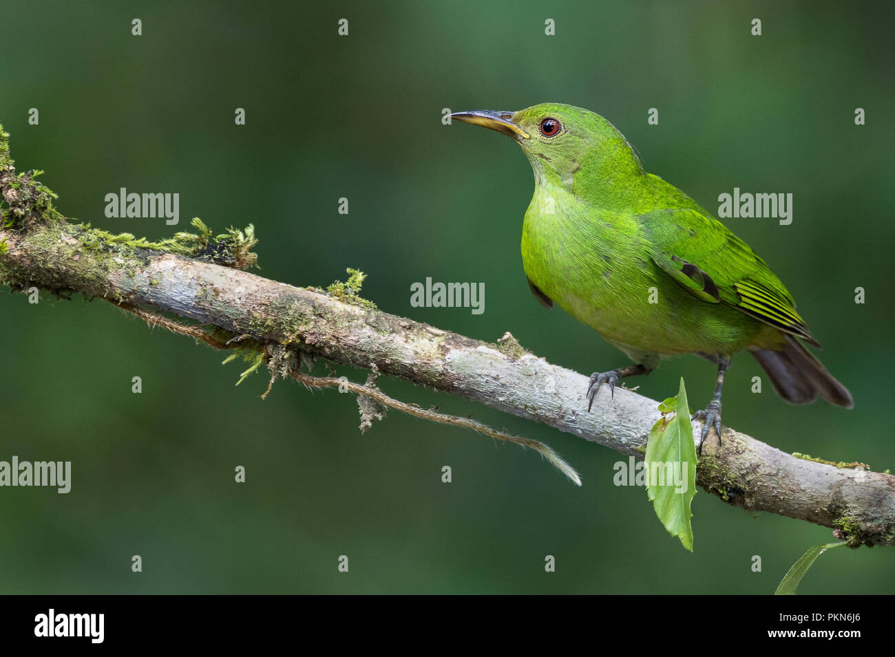 A female of green honeycreeper photographed in Costa Rica Stock Photo