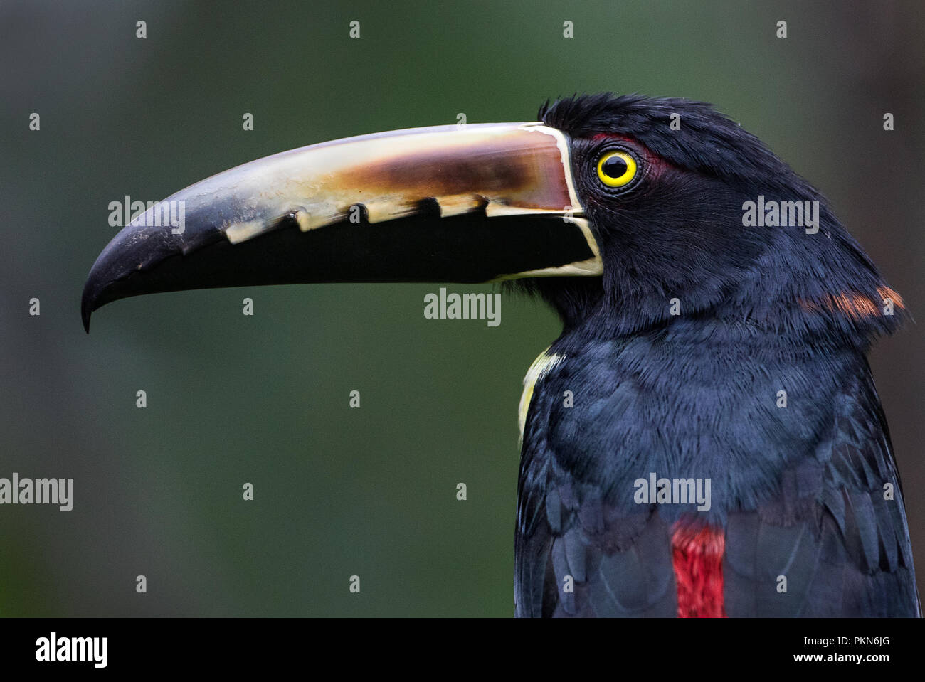 Portrait of a collared aracari. Photograph taken in Costa Rica Stock Photo