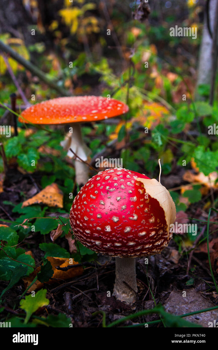 Yellow fallen leaves and mushrooms of fly agaric in the forest Stock Photo