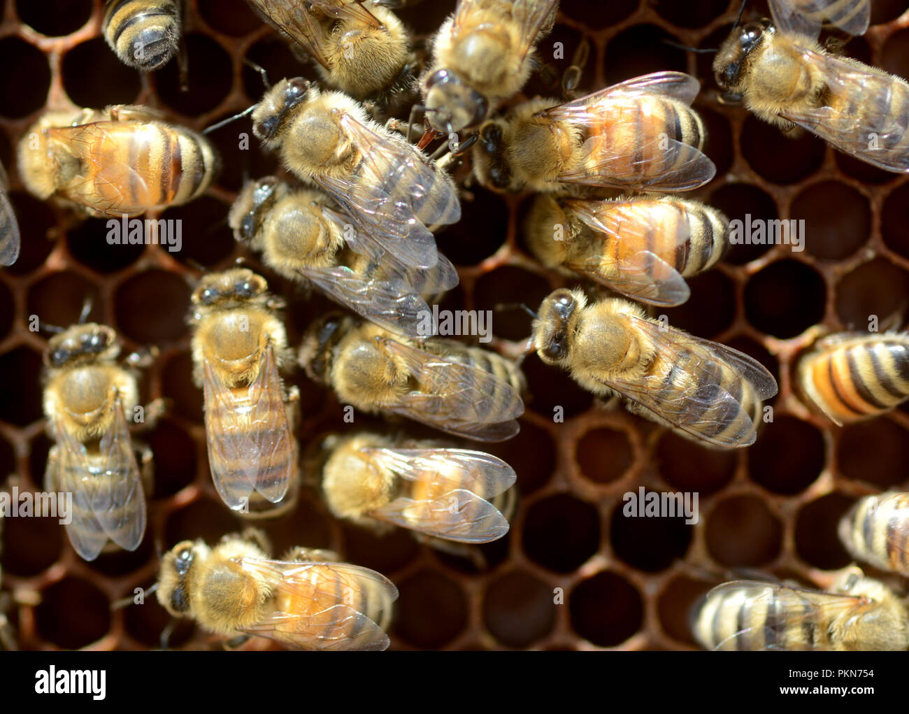 Honey bees work together in their hive Stock Photo Alamy