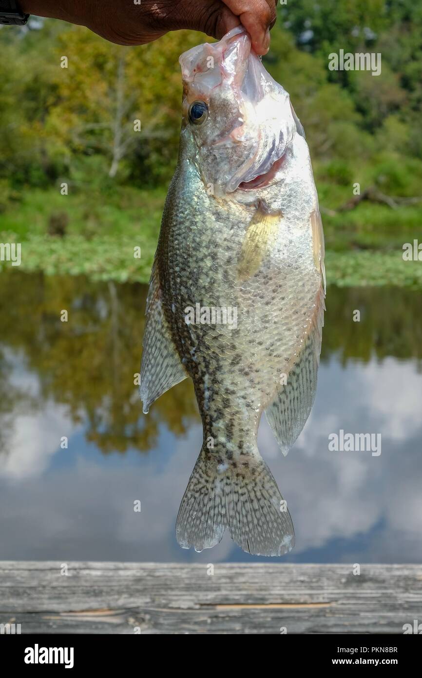 Black crappie caught at Yates Mill County Park in Raleigh North Carolina Stock Photo