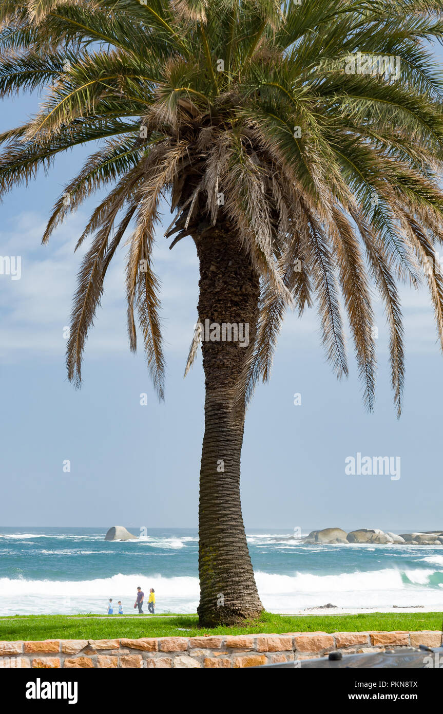 A large palm tree over looking the beach and waves of the South Atlantic in Camps Bay, South Africa Stock Photo