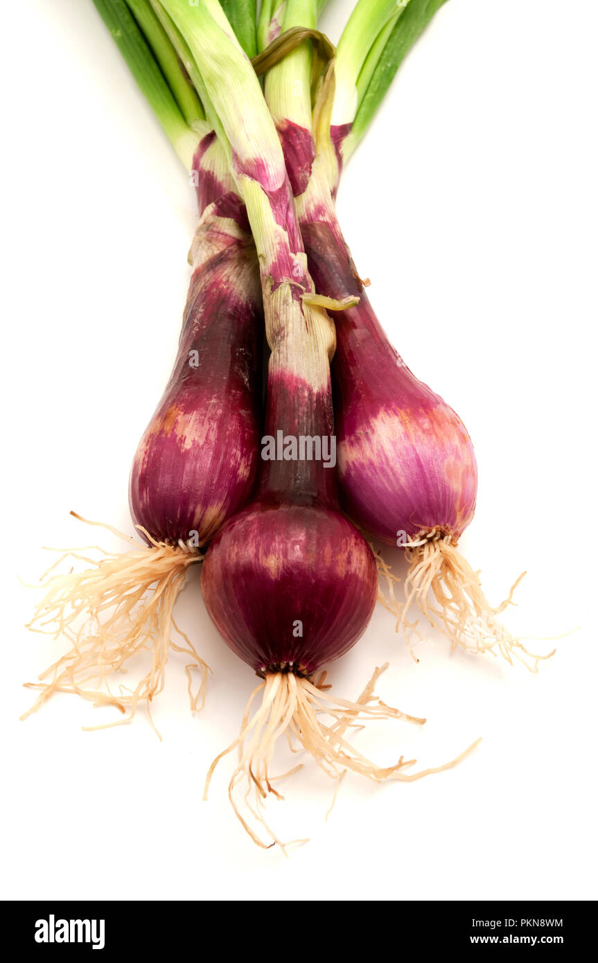 Red onions on a white background Stock Photo