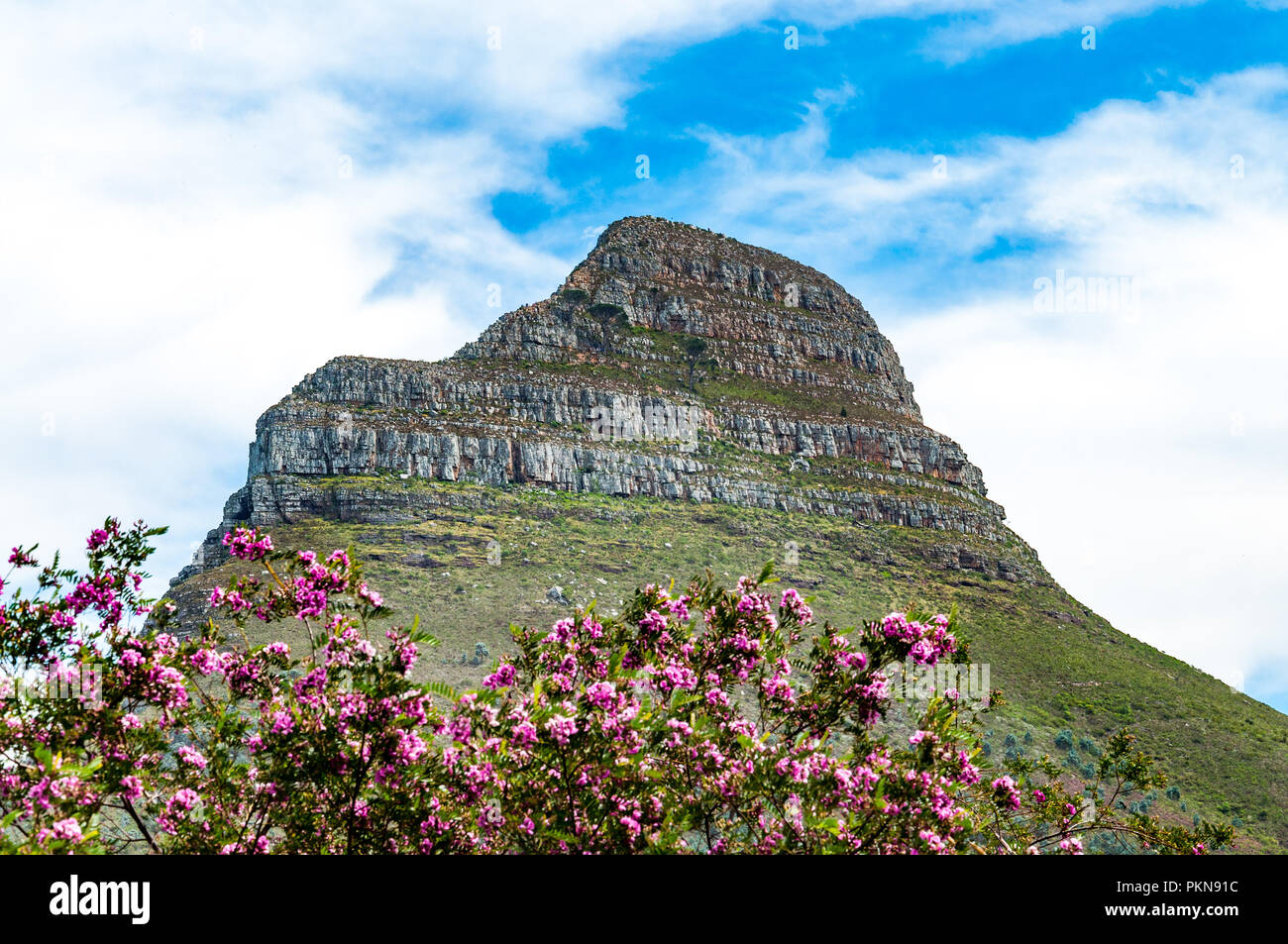 Signal Hill with pink flowers in the foreground in Cape Town, South Africa Stock Photo