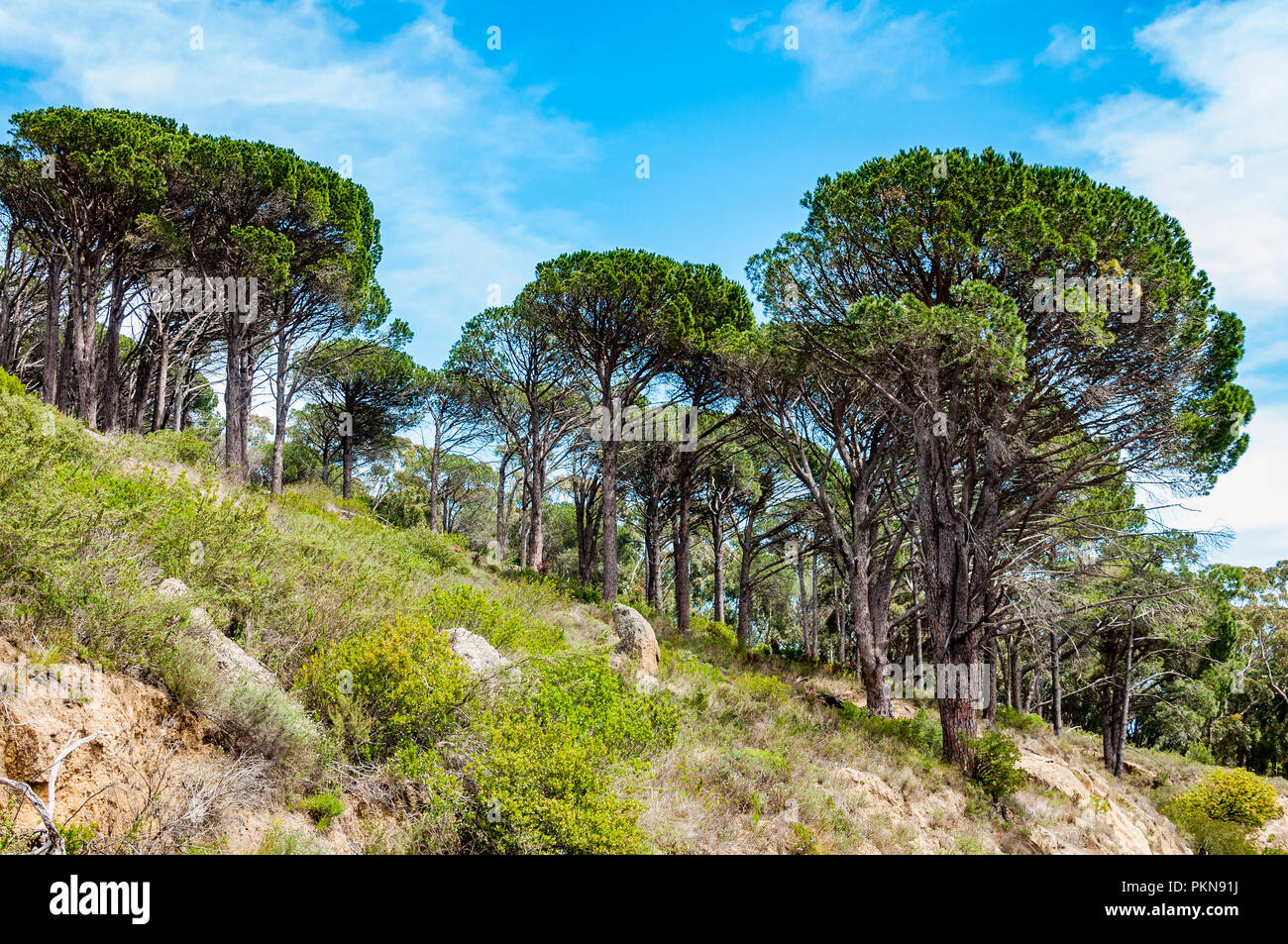 Acacia trees in the Table Mountain National Park in Cape Town, South