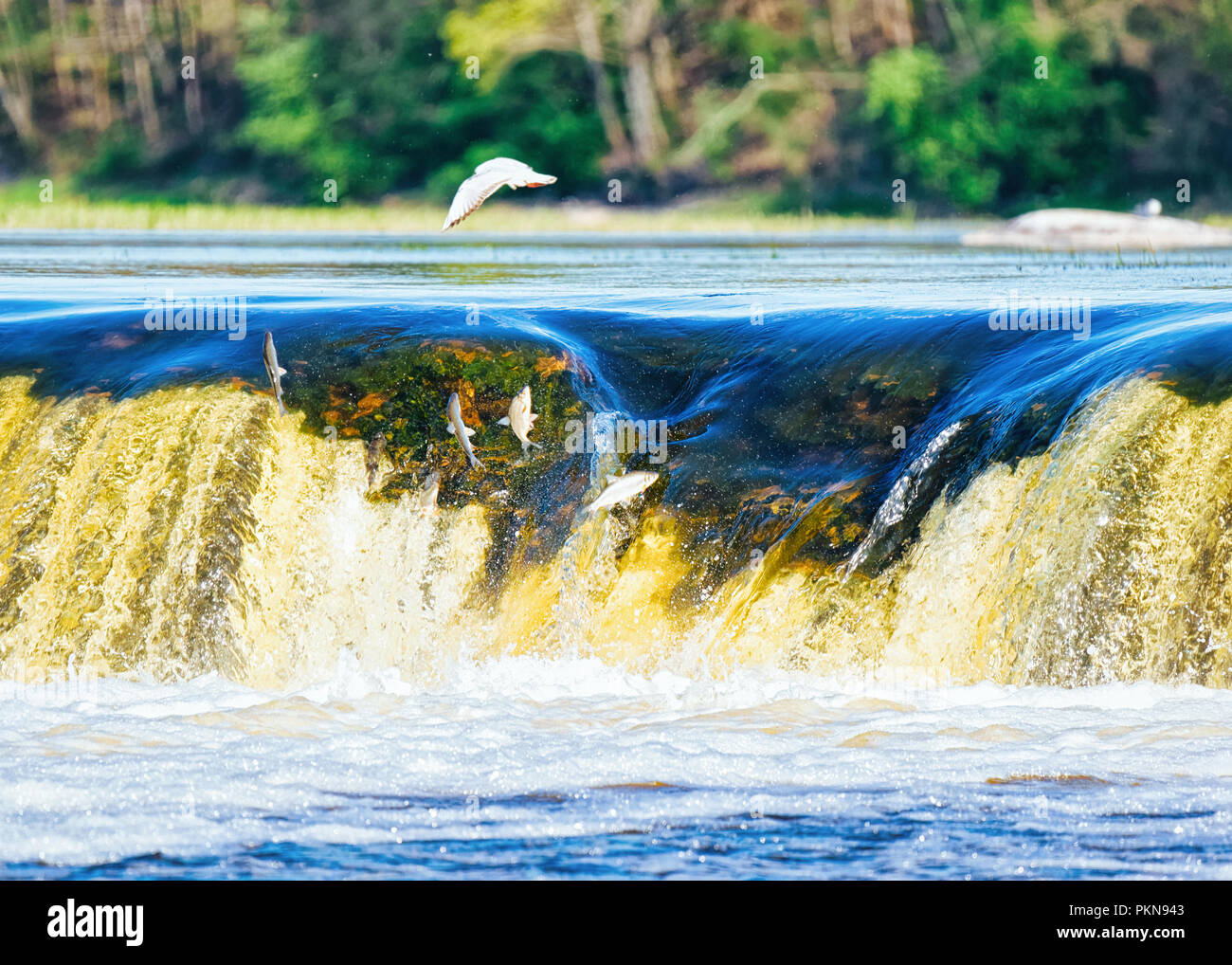 Flying fish on Ventas Rumba waterfall in Kuldiga in Kurzeme in Western Latvia. The city used to be called Goldingen. Stock Photo