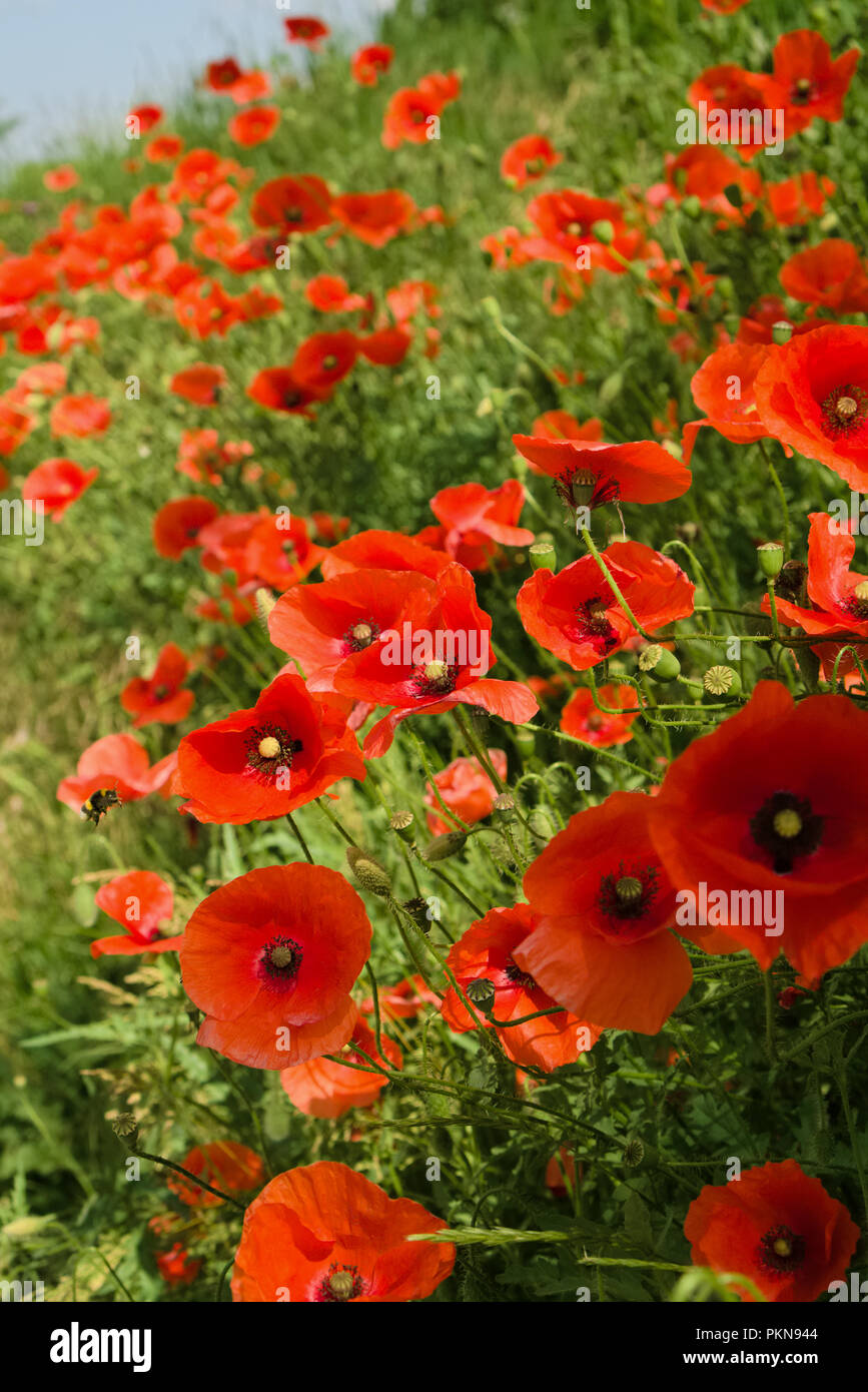 field of blooming red poppies in the spring, with flying bee in the foreground, selective focus Stock Photo