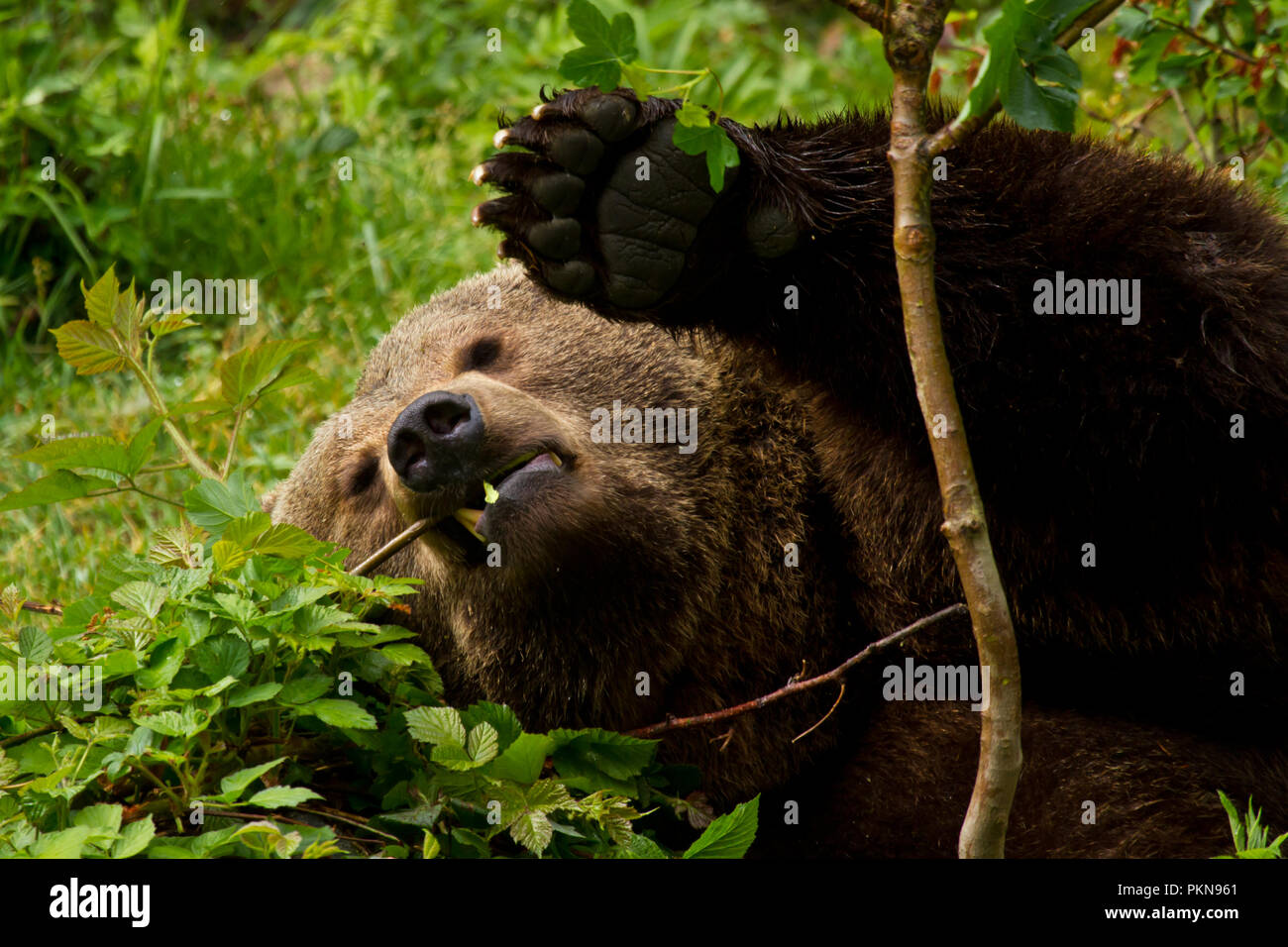 Fauler Braunbär im Gehege Nationalpark Bayerischer Wald Stock Photo