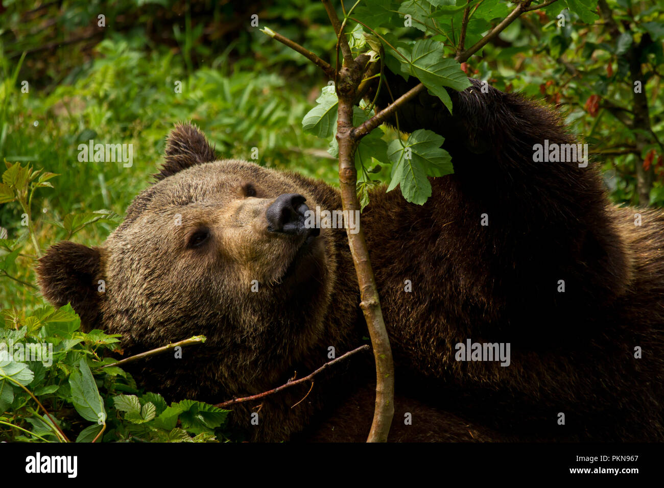 Fauler Braunbär im Gehege Nationalpark Bayerischer Wald Stock Photo
