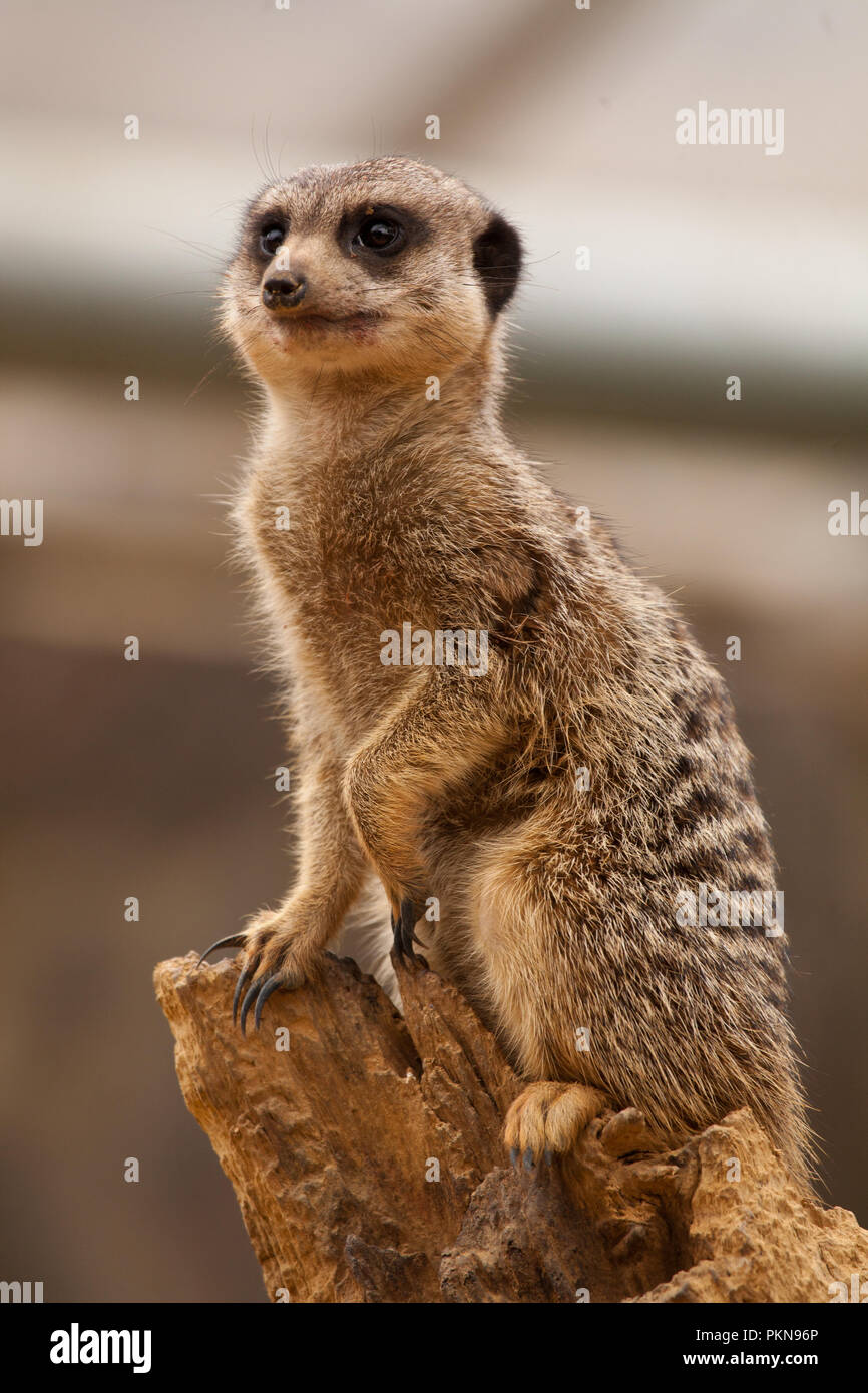 �����峾ä�ԲԳ����� Stock Photo