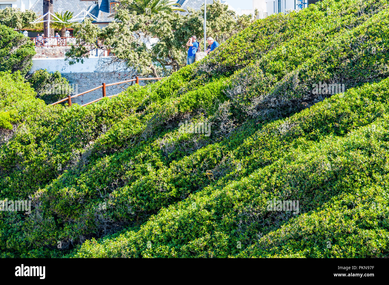 People whale watching from shrubs bushes lined hillside in Hermanus, South Africa Stock Photo