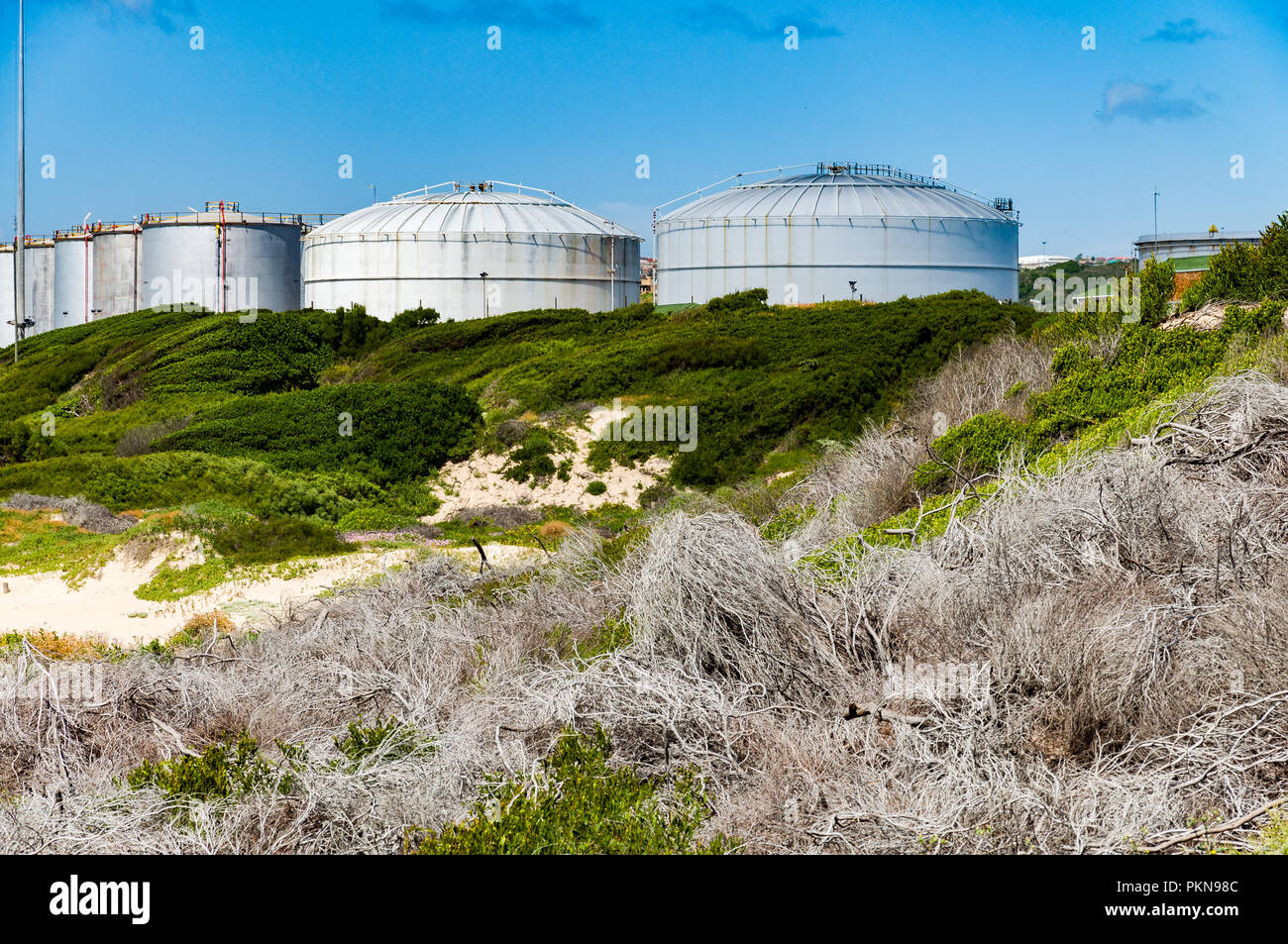 Dead white branches, growing green bushes and an oil depot in Mossel Bay, South Africa Stock Photo