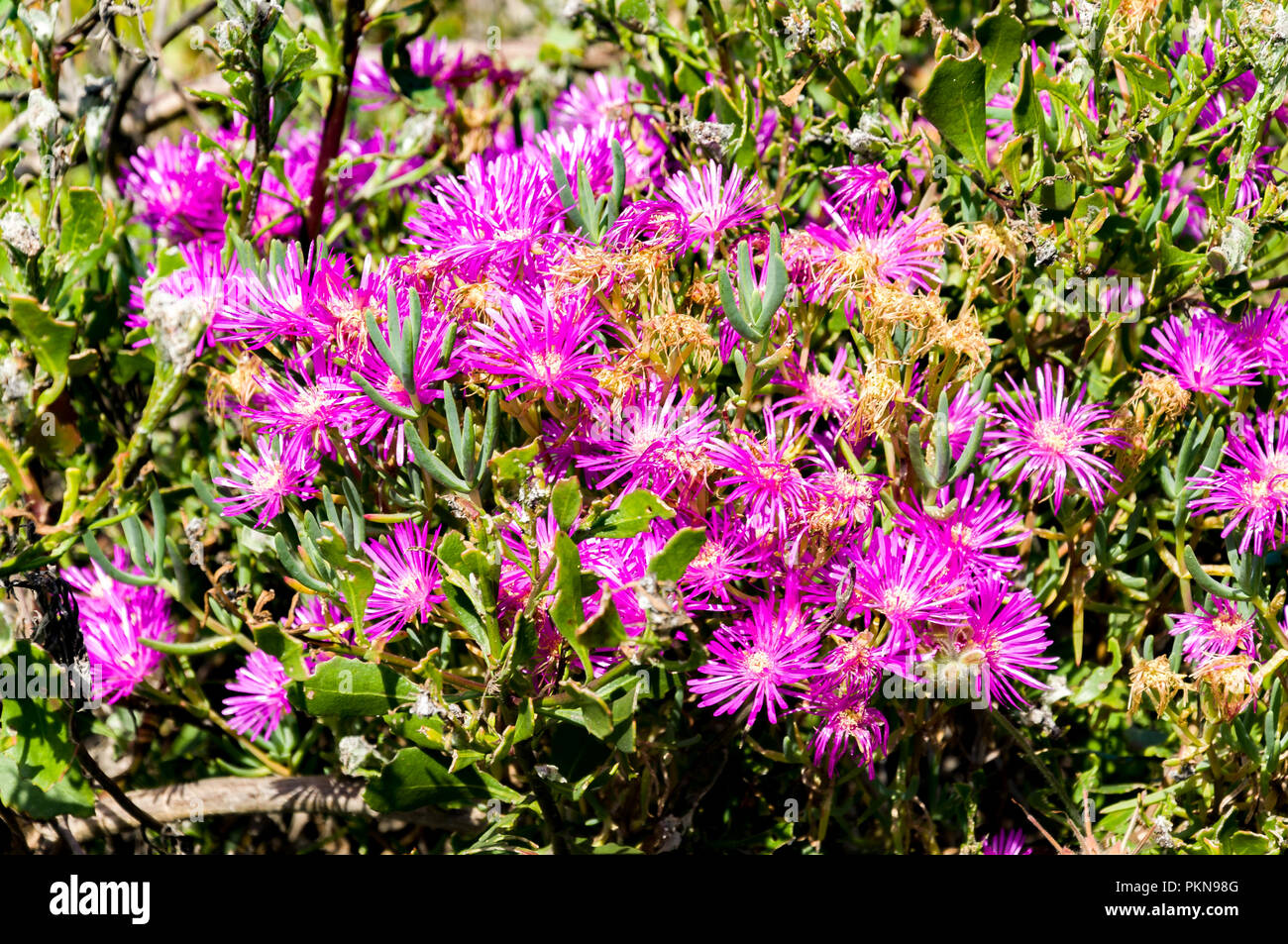Lampranthus Fugitans pink flowers, succulent plant in the Aizoaceae family in Mossel Bay, South Africa Stock Photo