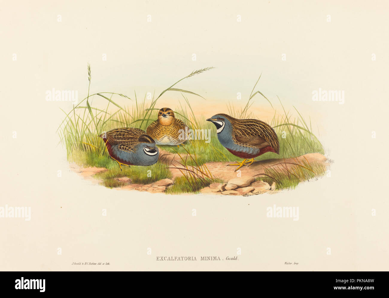 Excalftoria minima (Blue-breasted Quail). Medium: hand-colored lithograph. Museum: National Gallery of Art, Washington DC. Author: John Gould and H. C. Richter. Stock Photo