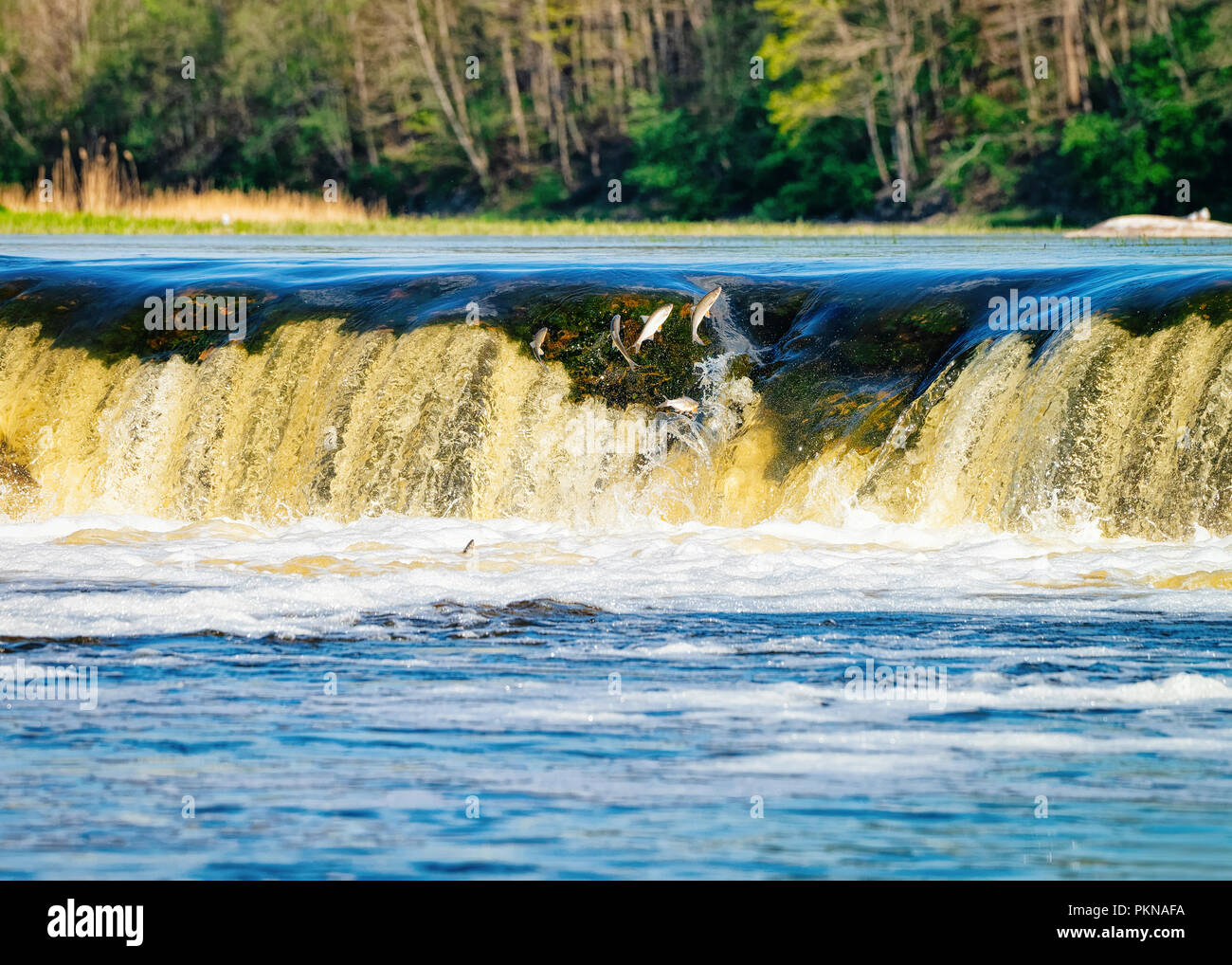 Flying fish at Ventas Rumba waterfall in Kuldiga in Kurzeme in Western Latvia. The city used to be called Goldingen. Stock Photo