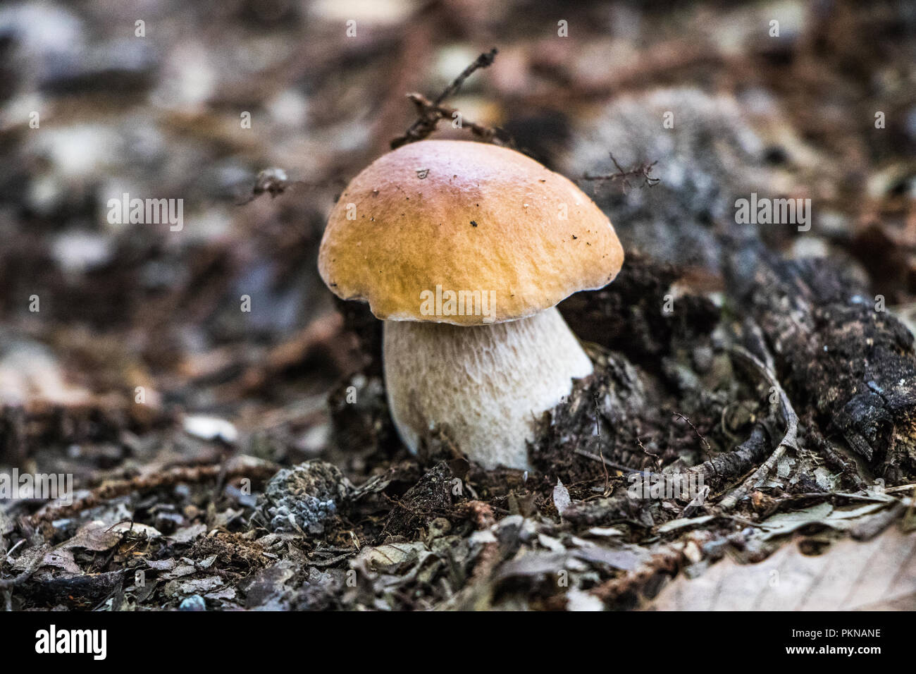 Funghi Porcini Fungi in the Woods Mushrooms Mycology Stock Photo
