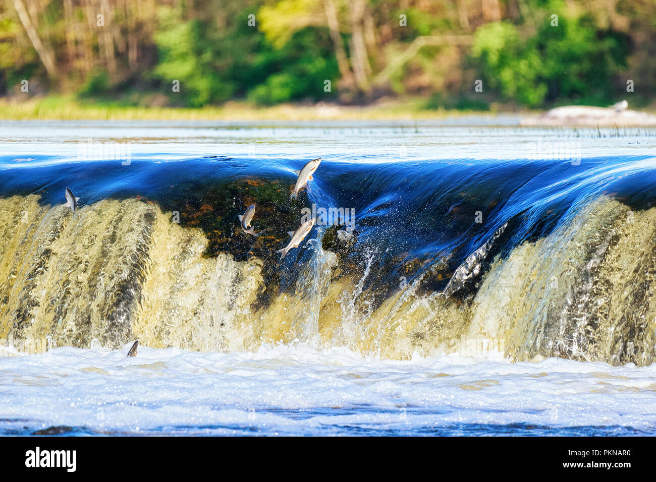 Flying fish at Ventas Rumba waterfall in Kuldiga in Kurzeme of Western Latvia. The city used to be called Goldingen. Stock Photo