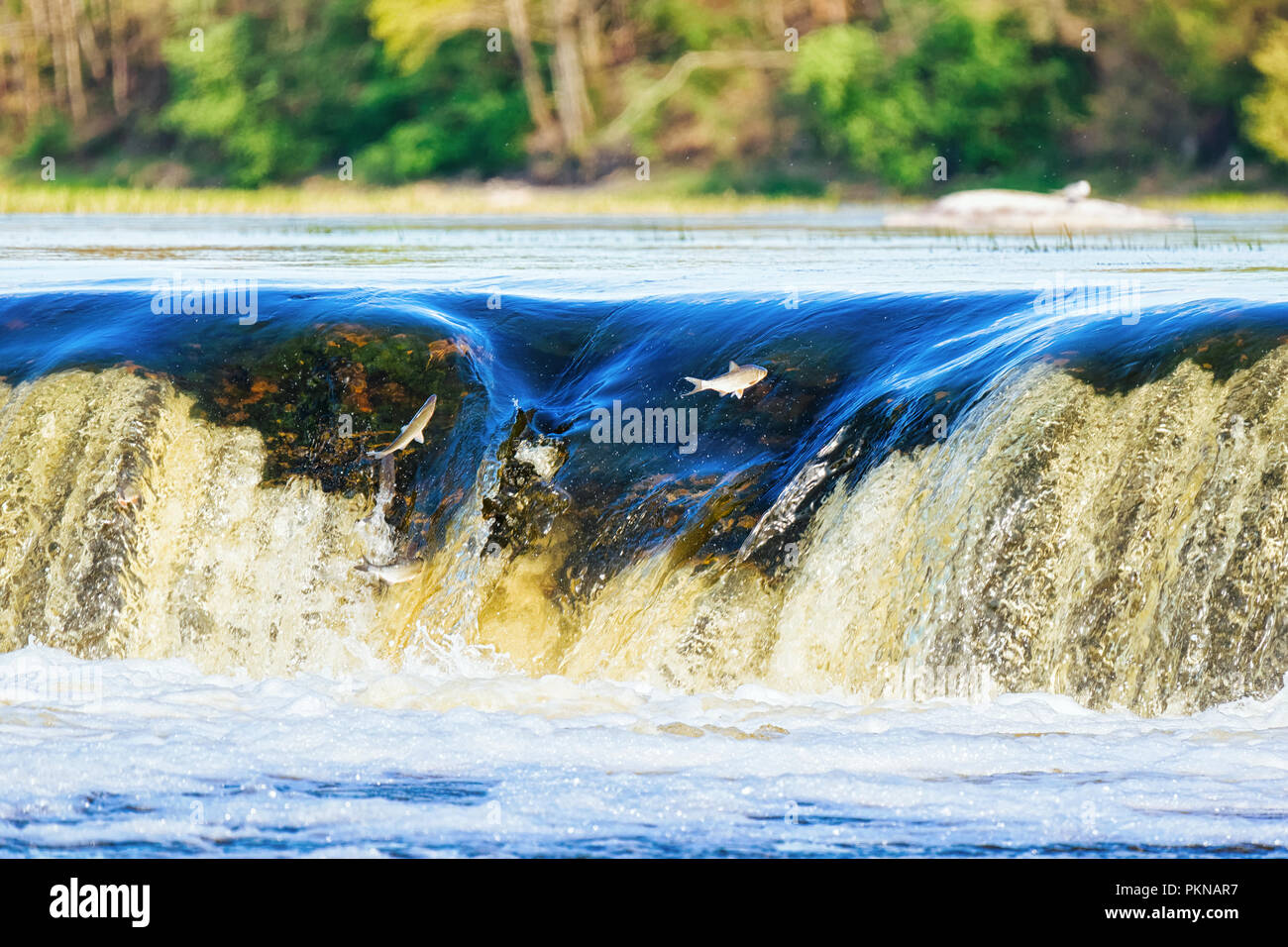 Flying fish at Ventas Rumba waterfall of Kuldiga in Kurzeme in Western Latvia. The city used to be called Goldingen. Stock Photo