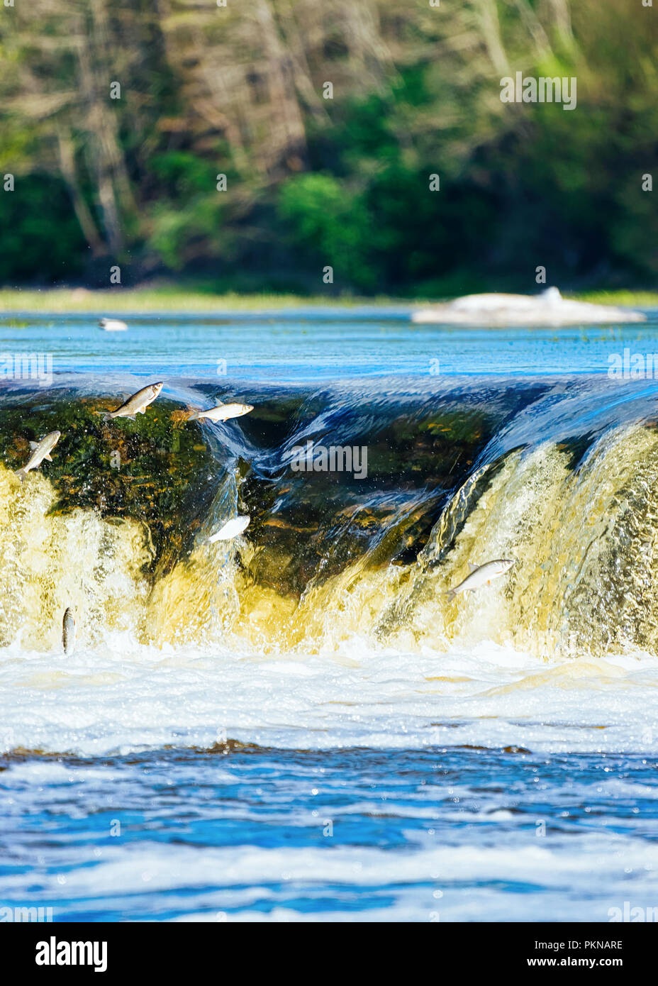 Flying fish at Ventas Rumba waterfall in Kuldiga in Kurzeme in Western Latvia. The city used to be called Goldingen. Stock Photo